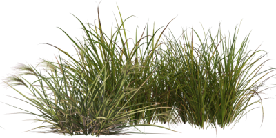 Servicios de jardinería en Panamá - Jardinero en Panamá - Yayas y Nanas